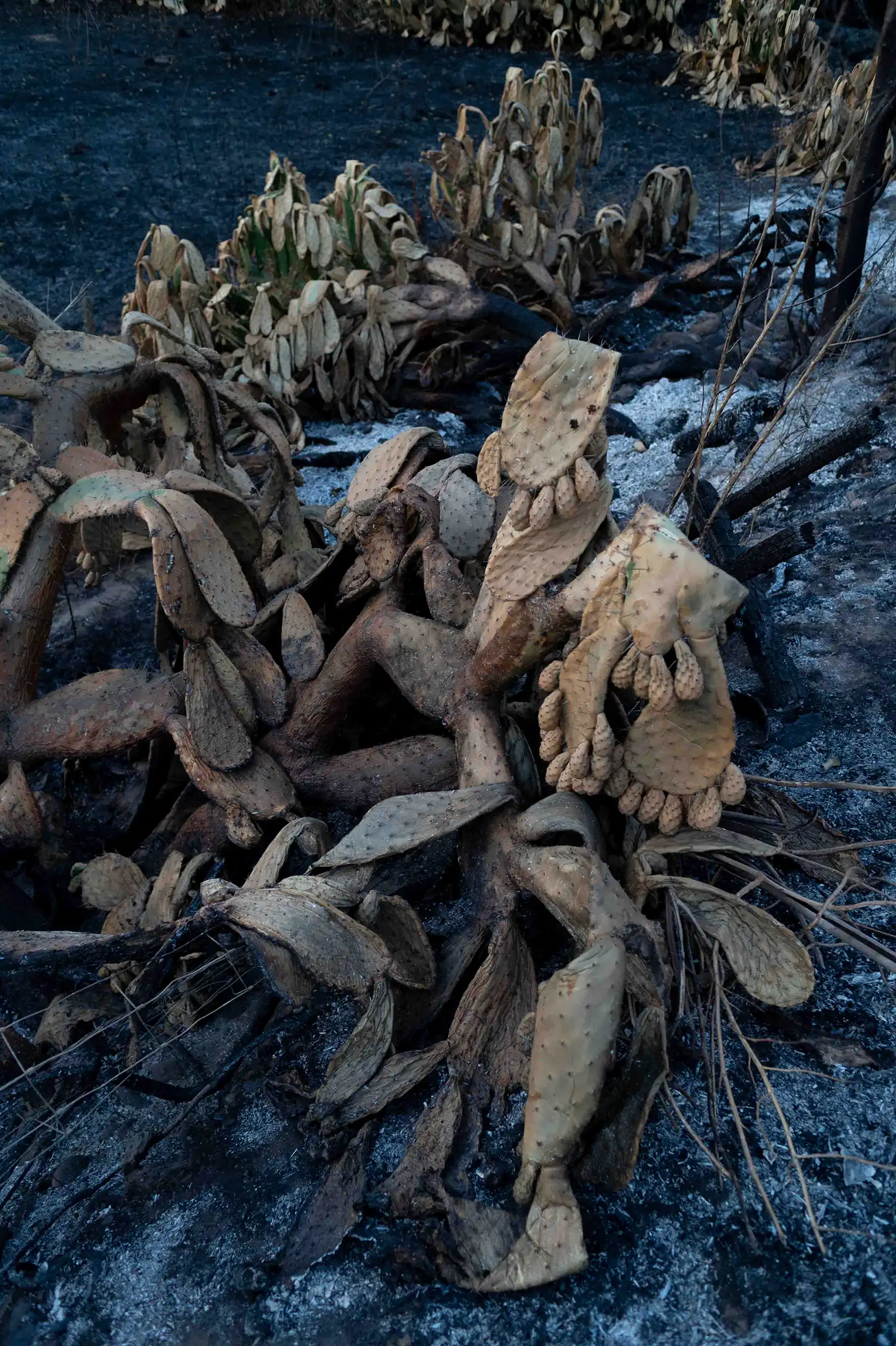 Le fruit du feu le fruit du feu/photos/04.webp
